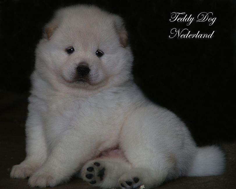 Teddy Dog Nederland